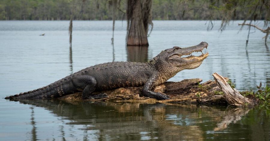 New Orleans: 16 Passenger Airboat Swamp Tour - Wildlife in Motion: Gators, Eagles, and the Smaller Stars