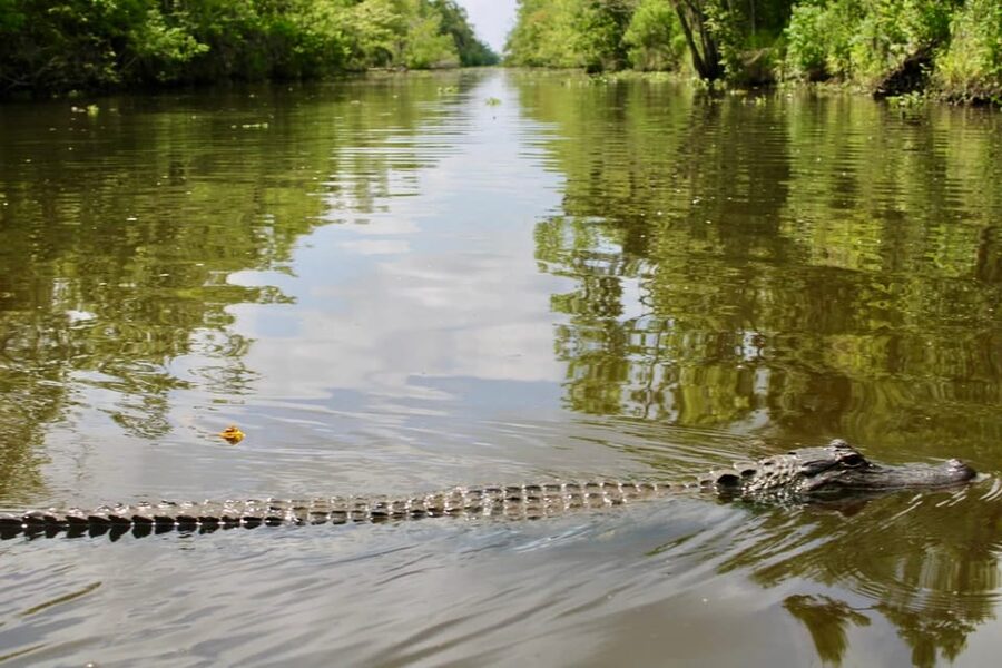 New Orleans: 6 Passenger Premium Airboat Swamp Tour - Your Local Captain’s Bayou Stories: What You Learn on the Water