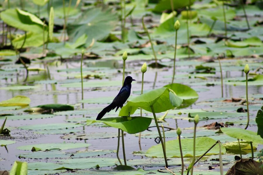 New Orleans: 6 Passenger Premium Airboat Swamp Tour - Comfort Checklist: What to Wear for a Loud, Shallow-Water Ride