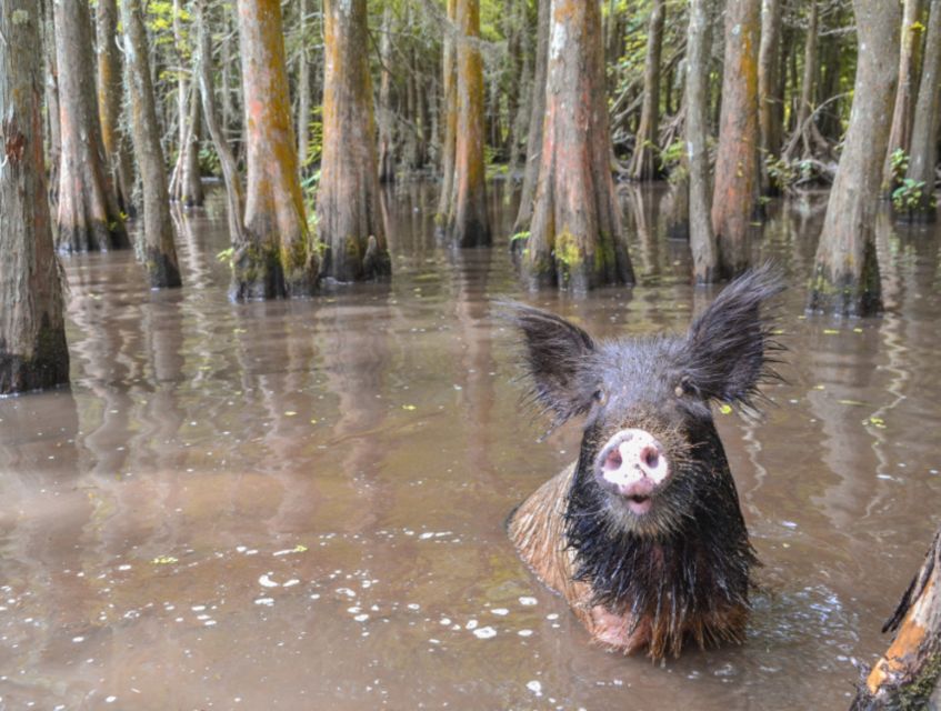 New Orleans: Airboat or Pontoon Boat Cruise with Transfers - The 90-Minute Guided Cruise: What You’ll Actually Do on the Water