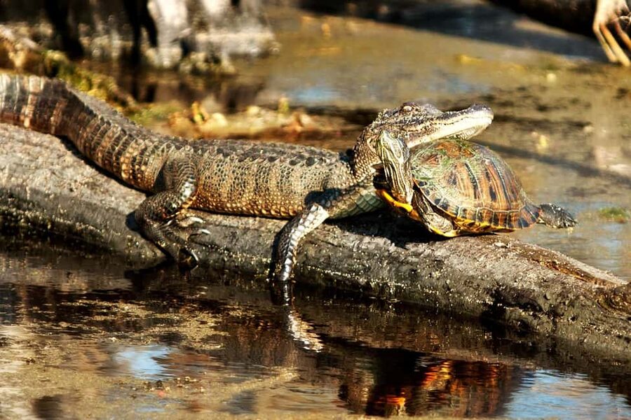 New Orleans: Airboat Swamp Adventure with Transportation - The Airboat Ride: Speed Up to 40 mph, Plus Slowdowns for Photos