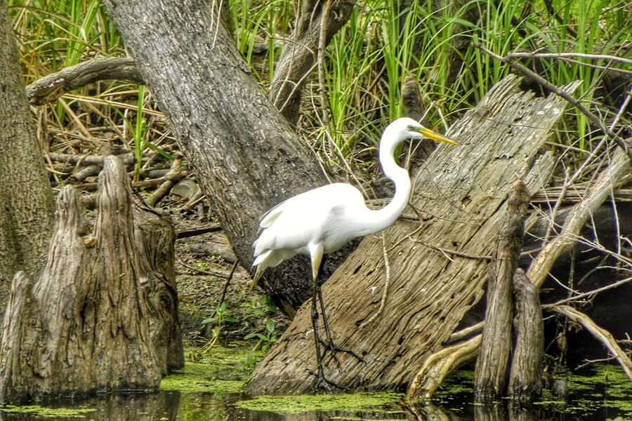 New Orleans: Airboat Swamp Adventure with Transportation - Price and Value: Is $90 Worth It?