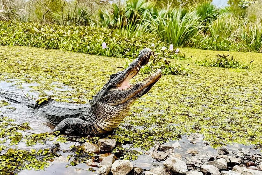 New Orleans: Airboat Swamp Adventure with Transportation - Getting There From New Orleans: Round-Trip Transport That Saves Your Brain