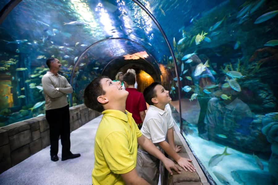 New Orleans: Audubon Aquarium & Insectarium Ticket - Key highlights you’ll feel on arrival