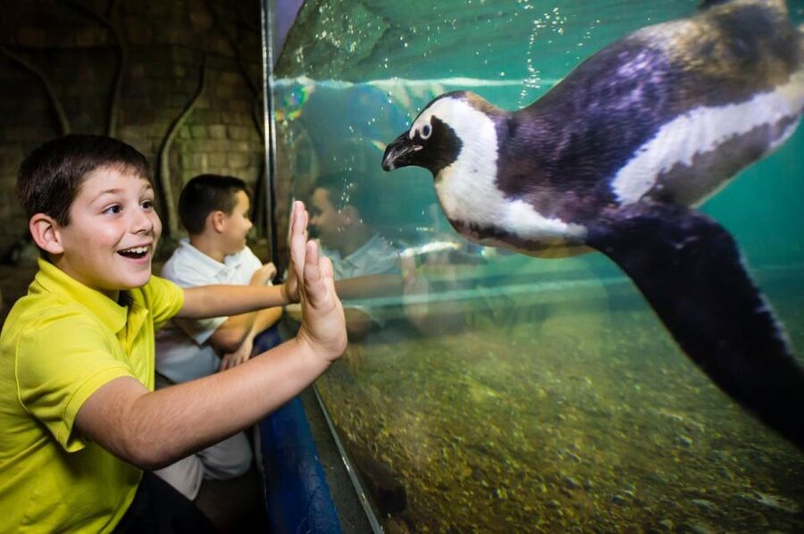 New Orleans: Audubon Aquarium & Insectarium Ticket - Shark and stingray touch pool: hands-on, but still a real exhibit