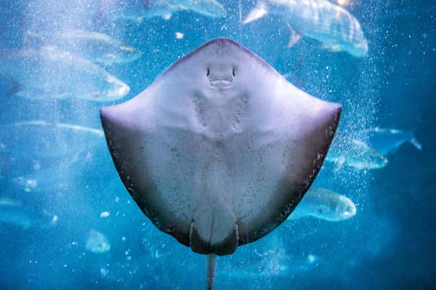 New Orleans: Audubon Aquarium & Insectarium Ticket - Gulf of Mexico habitat: big tank energy (450,000 gallons)