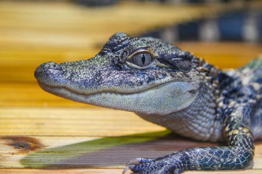 New Orleans: Audubon Aquarium & Insectarium Ticket - Amazon Rainforest gallery: living plants and real predators