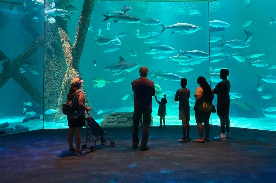 New Orleans: Audubon Aquarium & Insectarium Ticket - Insectarium and Butterfly Garden: where the detail matters