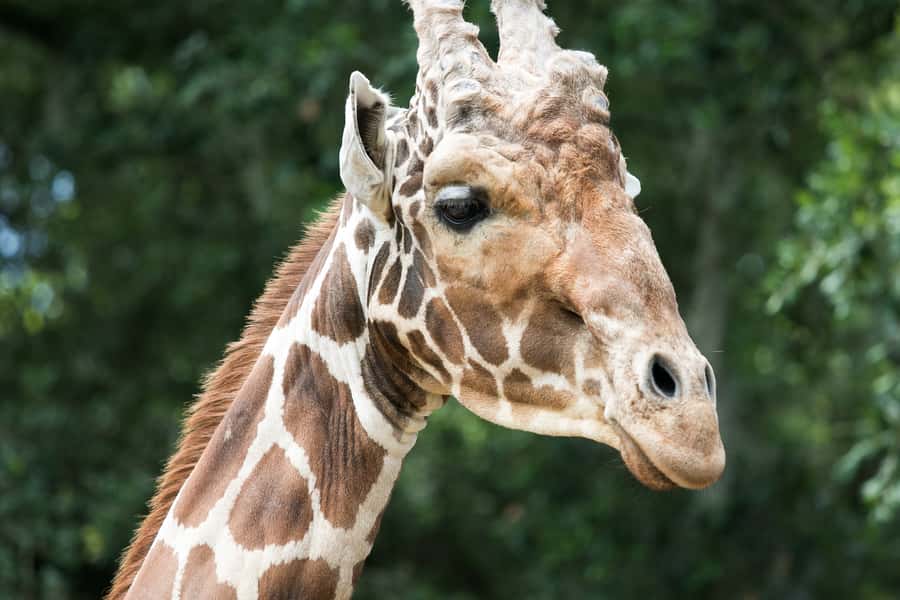 New Orleans: Audubon Zoo or Combo Ticket - Who should book this zoo ticket, and who should skip it?