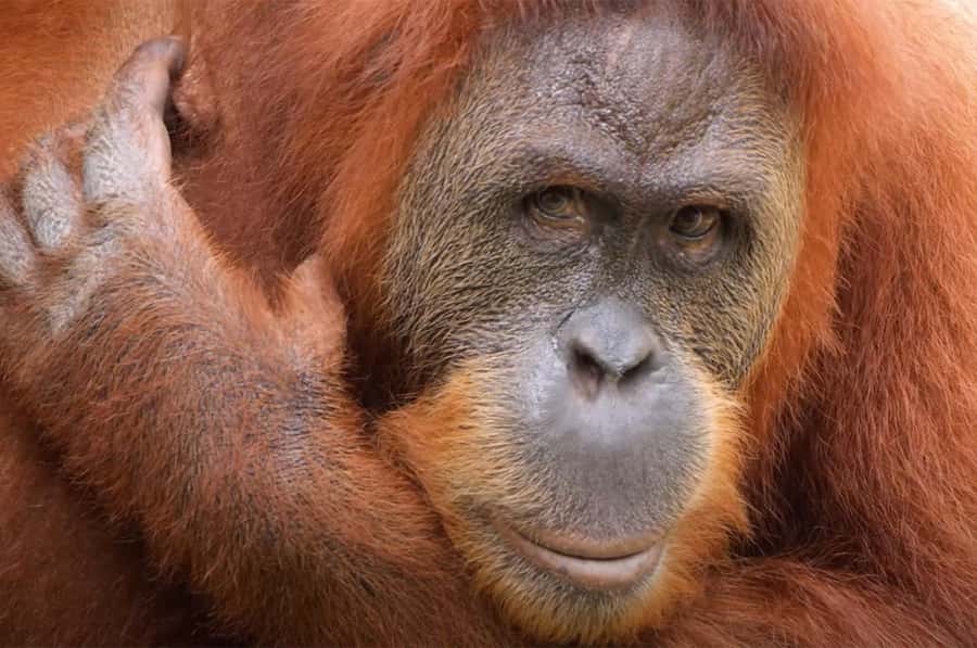 New Orleans: Audubon Zoo or Combo Ticket - Audubon Zoo: 50 acres and 1,700+ animals