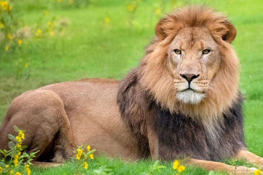 New Orleans: Audubon Zoo or Combo Ticket - Animal care demonstrations and Watoto Farm: learning that doesn’t feel like school