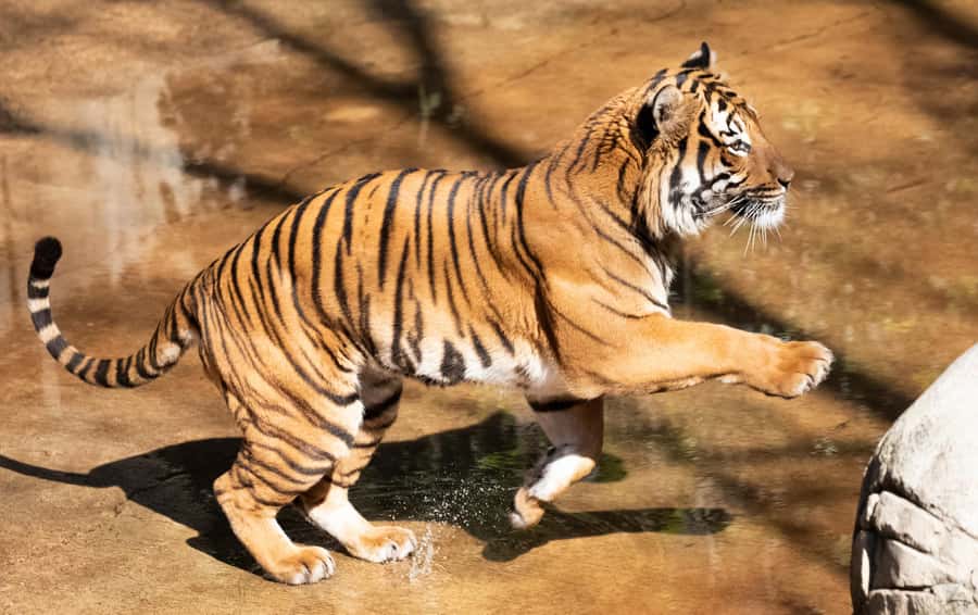 New Orleans: Audubon Zoo or Combo Ticket - Price and value: what $31 buys, and when a combo makes sense