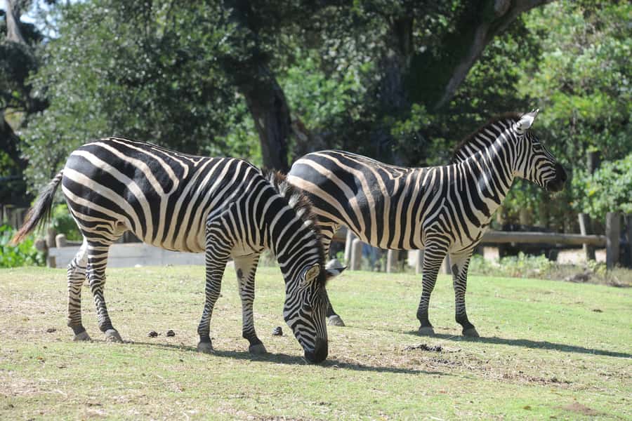 New Orleans: Audubon Zoo or Combo Ticket - Timing and practical tips for a smooth visit
