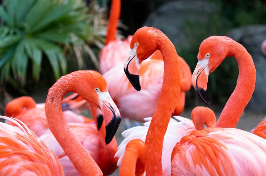 New Orleans: Audubon Zoo or Combo Ticket - Animal must-sees: cranes, leopards, orangutans, and lions