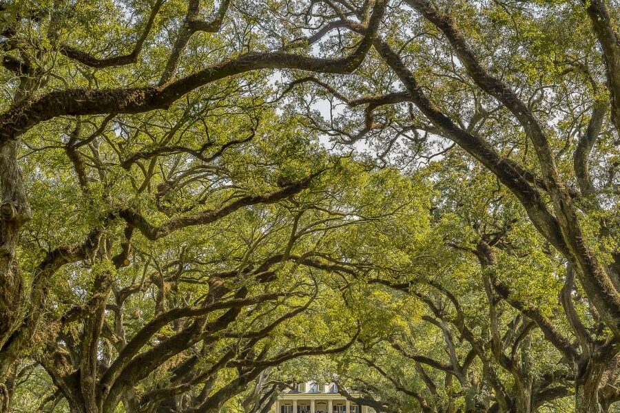 New Orleans: Bayou Swamp Tour and Oak Alley Plantation Tour - Key things to know before you go