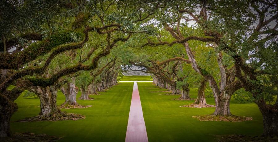 New Orleans: Bayou Swamp Tour and Oak Alley Plantation Tour - A 7.5-hour combo built for must-sees near New Orleans