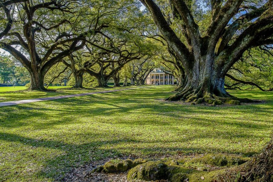 New Orleans: Bayou Swamp Tour and Oak Alley Plantation Tour - Oak Alley Plantation: 1837–1839 live oaks and a guided look at plantation life