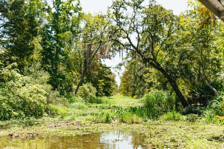 New Orleans: Bayou Tour in Jean Lafitte National Park - Key Highlights You’ll Care About