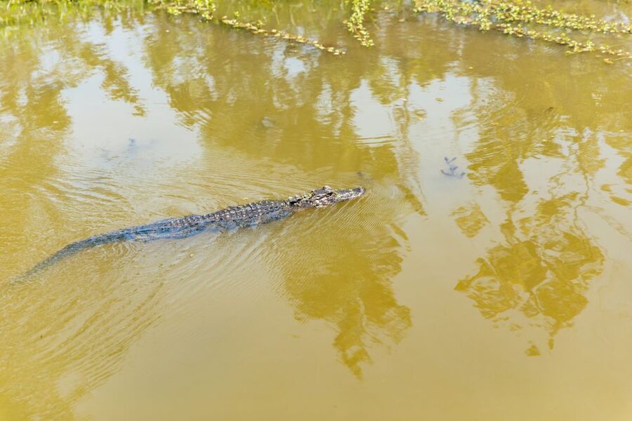 New Orleans: Bayou Tour in Jean Lafitte National Park - Price and Value: Is $32 Worth Your Time?