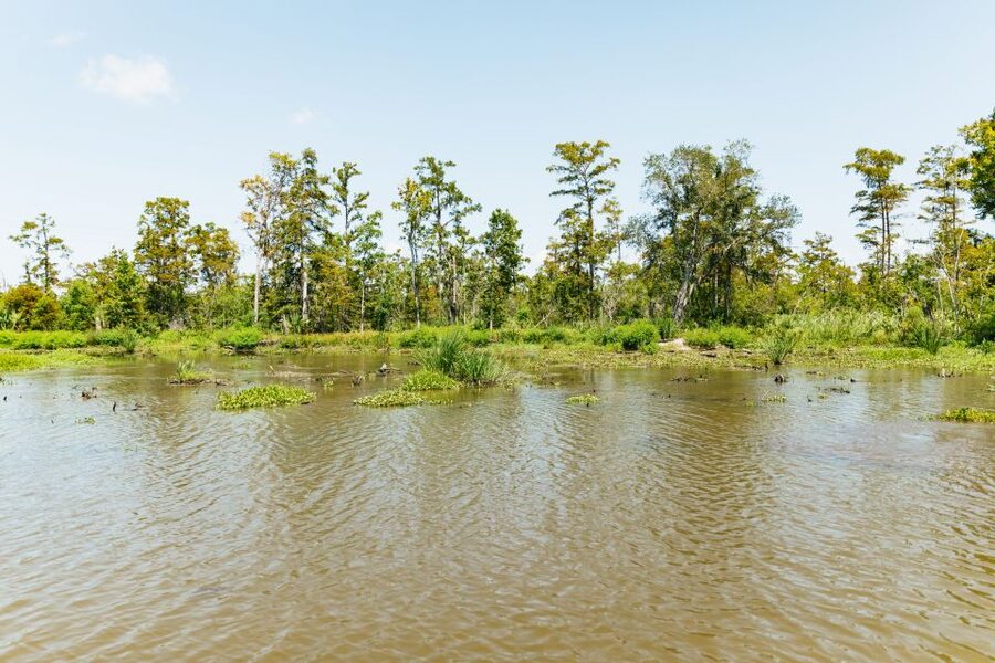 New Orleans: Bayou Tour in Jean Lafitte National Park - Barataria Preserve Stops: What You’re Seeing and Why It Matters