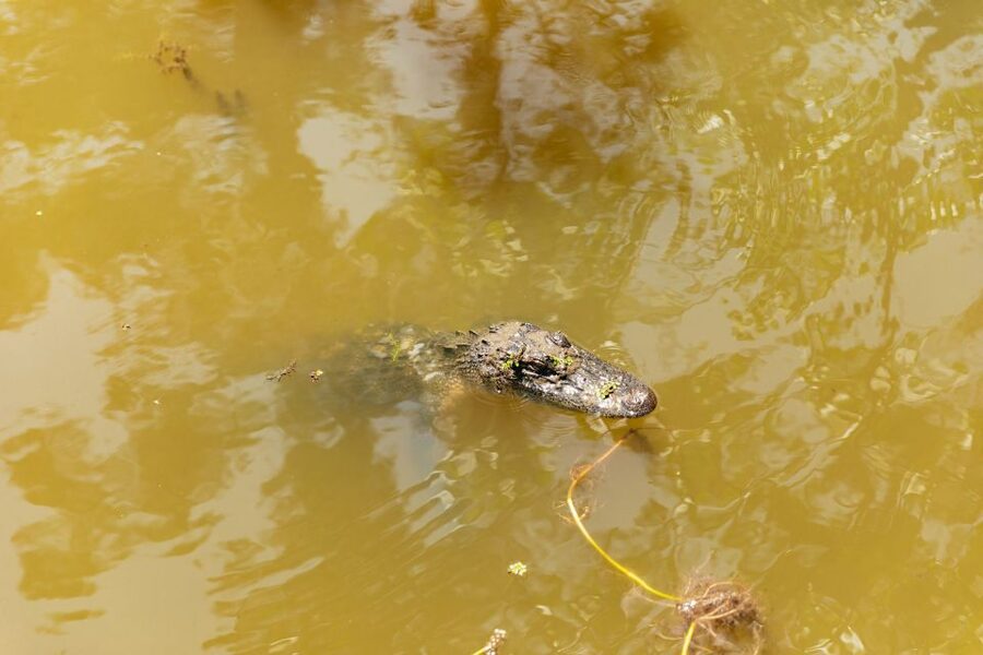 New Orleans: Bayou Tour in Jean Lafitte National Park - What to Wear and Bring (So the Tour Feels Easy)