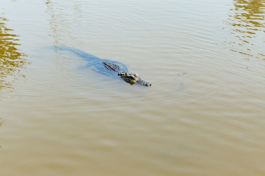 New Orleans: Bayou Tour in Jean Lafitte National Park - Lunch After the Swamp: Cajun Refuel Without Overthinking It