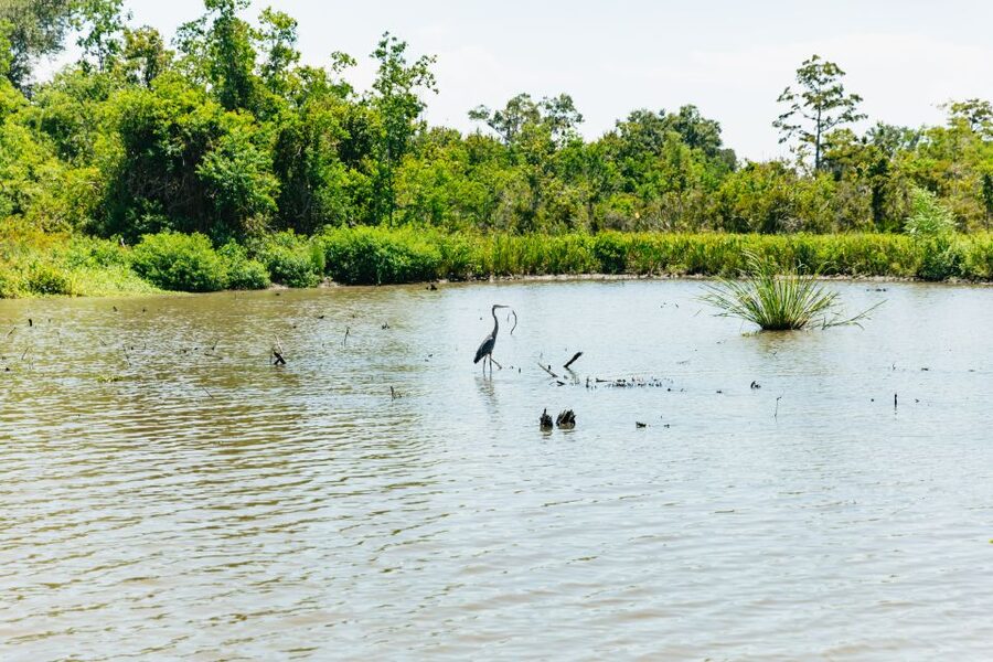 New Orleans: Bayou Tour in Jean Lafitte National Park - The Pontoon Boat Ride: 90 Minutes That Move at a Swamp Pace