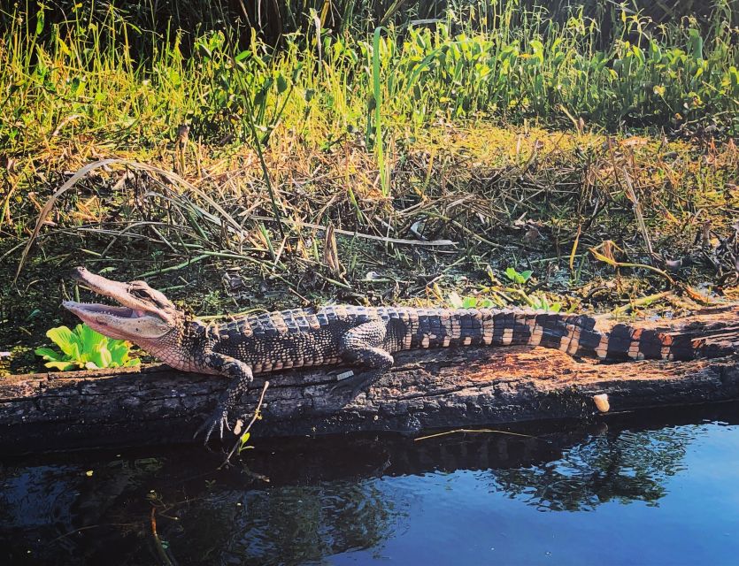 New Orleans: BYOB Tiki Boat Bayou Party and Wildlife Tour - Where You Start: Nola Pedal Barge and Simple Arrival Tips