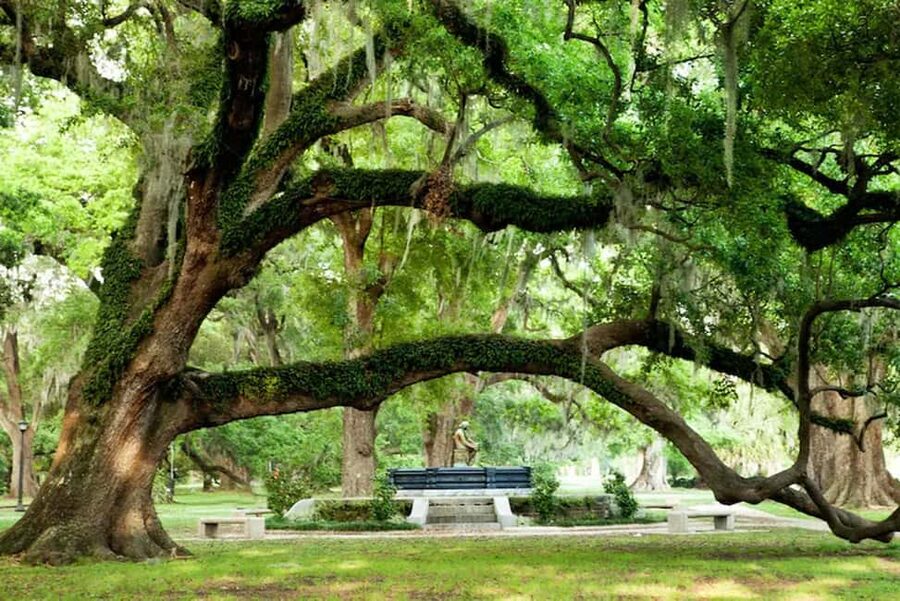 New Orleans: City & Cemetery Tour + Garden District Stroll - Lake Pontchartrain South Shore: A water-shaped detour with real-world context