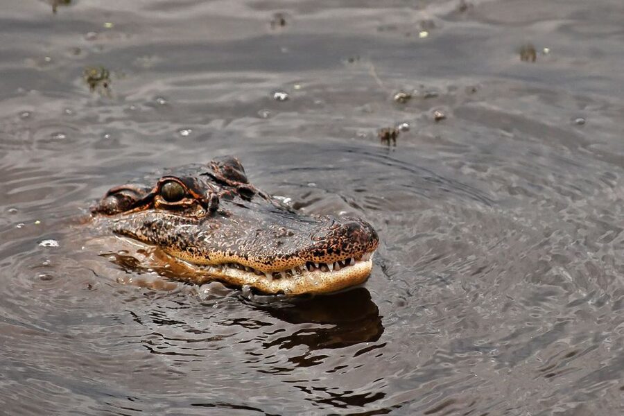 New Orleans: Destrehan Plantation & Airboat Combo Tour - Wildlife sightings, stops, and what to watch for