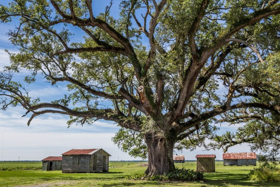New Orleans: Felicity Plantation Guided Tour - Key things to know before you go