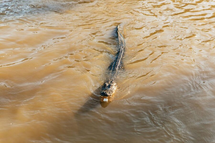 New Orleans: Guided Swamp Cruise by Tour Boat - Key things I’d put on your must-know list