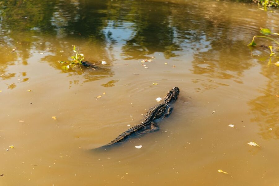 New Orleans: Guided Swamp Cruise by Tour Boat - Escaping New Orleans with a real swamp cruise (not a theme park)
