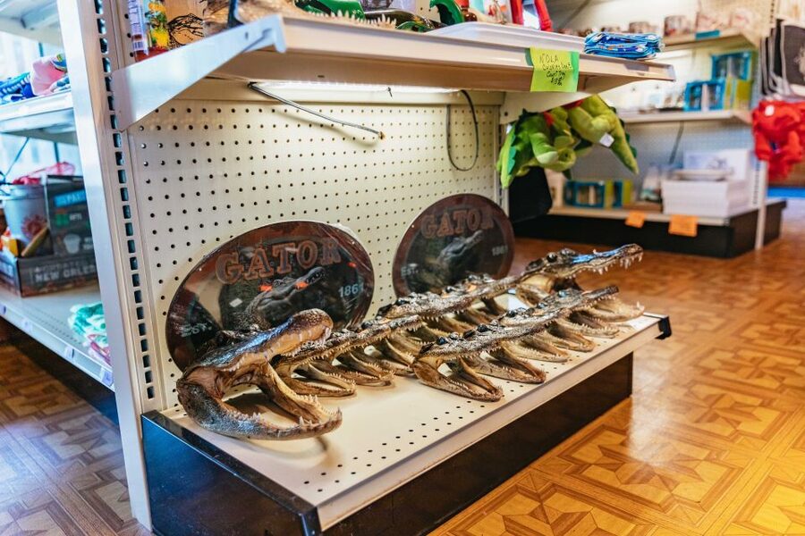 New Orleans: Guided Swamp Cruise by Tour Boat - Price and value at around $35: what you’re really paying for