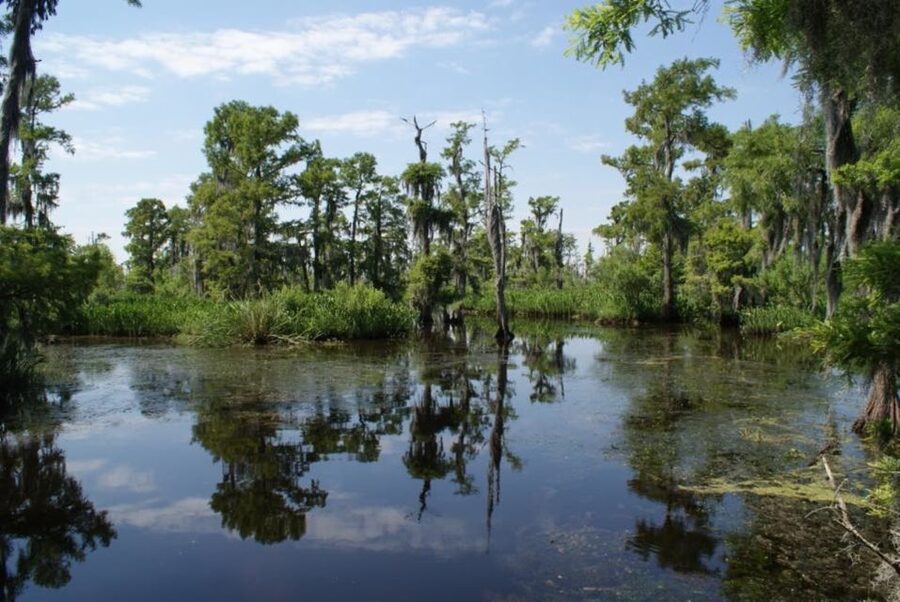 New Orleans: High Speed 16 Passenger Airboat Ride - Key things you should notice before you book