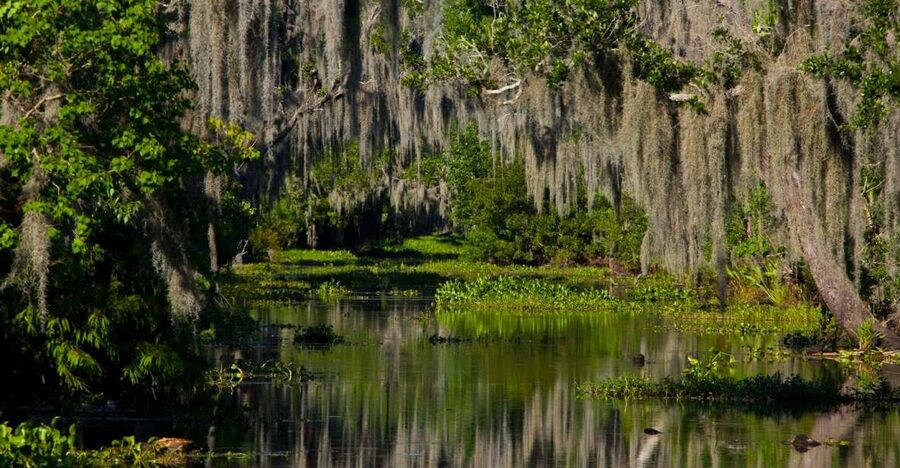 New Orleans: High Speed 16 Passenger Airboat Ride - Why this high-speed airboat ride feels like the right New Orleans detour