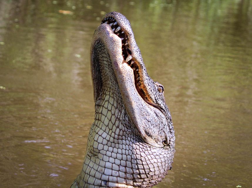 New Orleans: High Speed 16 Passenger Airboat Ride - Wildlife spotting: alligators close up, plus birds and other swamp residents