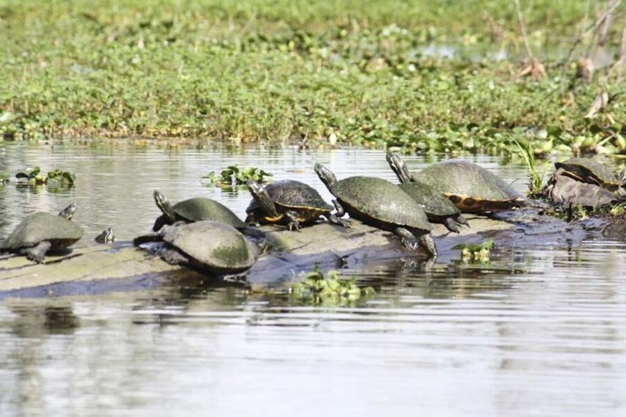New Orleans: High Speed 16 Passenger Airboat Ride - Price and value: is $65 worth the swamp time?