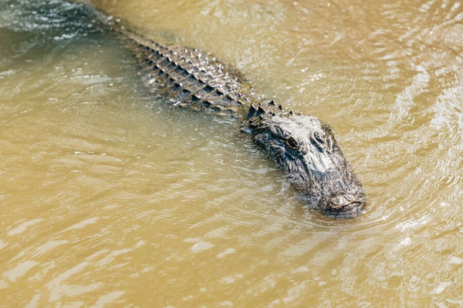New Orleans: High Speed 9 Passenger Airboat Tour - Jean Lafitte National Historical Park: why the guided portion helps