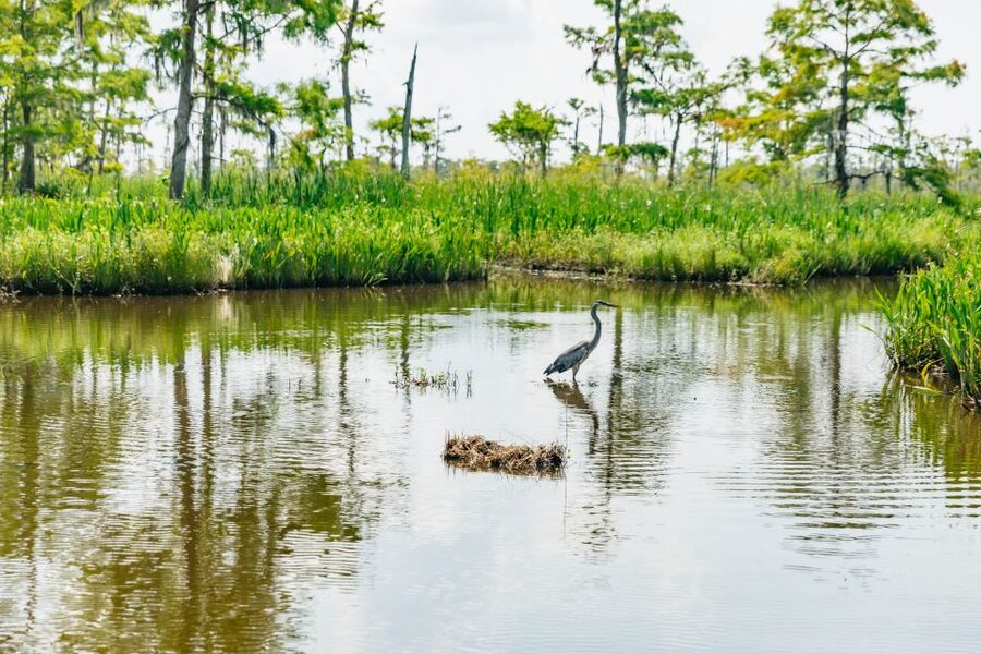 New Orleans: High Speed 9 Passenger Airboat Tour - The airboat ride itself: wind, speed, and frequent slow-downs
