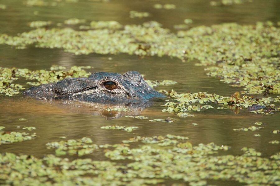 New Orleans: High Speed 9 Passenger Airboat Tour - Wildlife odds: how to spot alligators and more