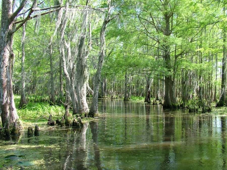 New Orleans: Honey Island Swamp Tour - Key things to know before you go