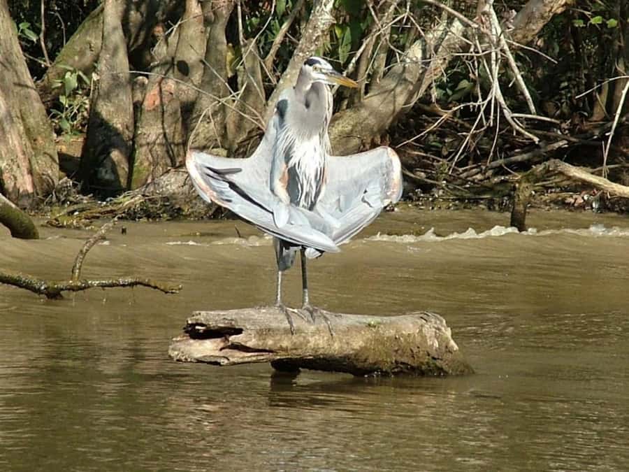 New Orleans: Honey Island Swamp Tour - Honey Island Swamp: Why Lake Pontchartrain feels worlds away
