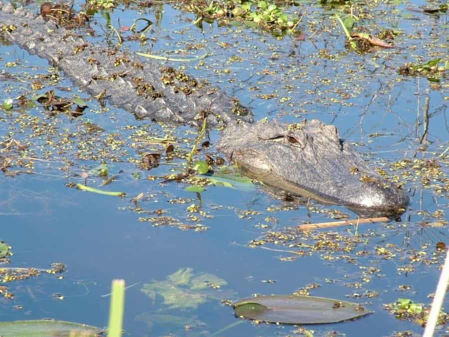 New Orleans: Honey Island Swamp Tour - The wildlife you’ll actually try to spot (and how to look)