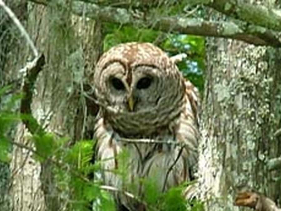 New Orleans: Honey Island Swamp Tour - Meeting up and getting into the swamp mood