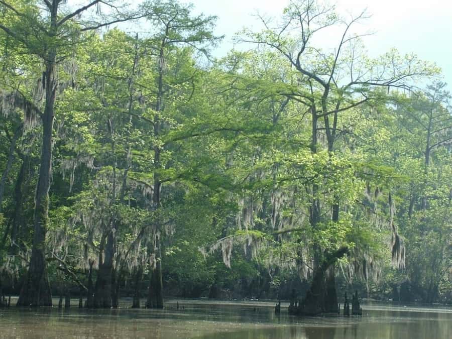 New Orleans: Honey Island Swamp Tour - What to expect on the water (and what not to expect)