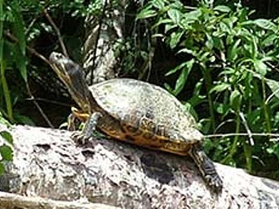 New Orleans: Honey Island Swamp Tour - When to go and what to wear