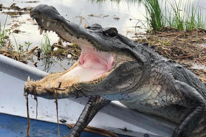 New Orleans Large Airboat Swamp Tour - Quick hits