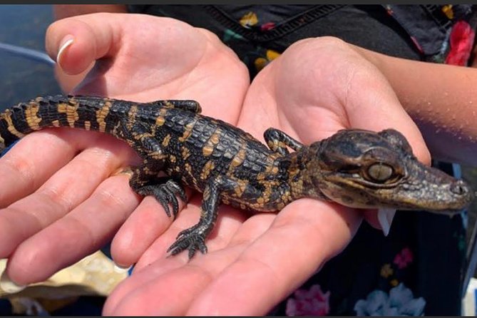 New Orleans Large Airboat Swamp Tour - Barataria Preserve on a time budget: what your 1 hour 40 minutes covers