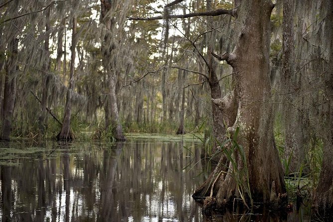 New Orleans Large Airboat Swamp Tour - Wildlife viewing versus wildlife education: what you should expect